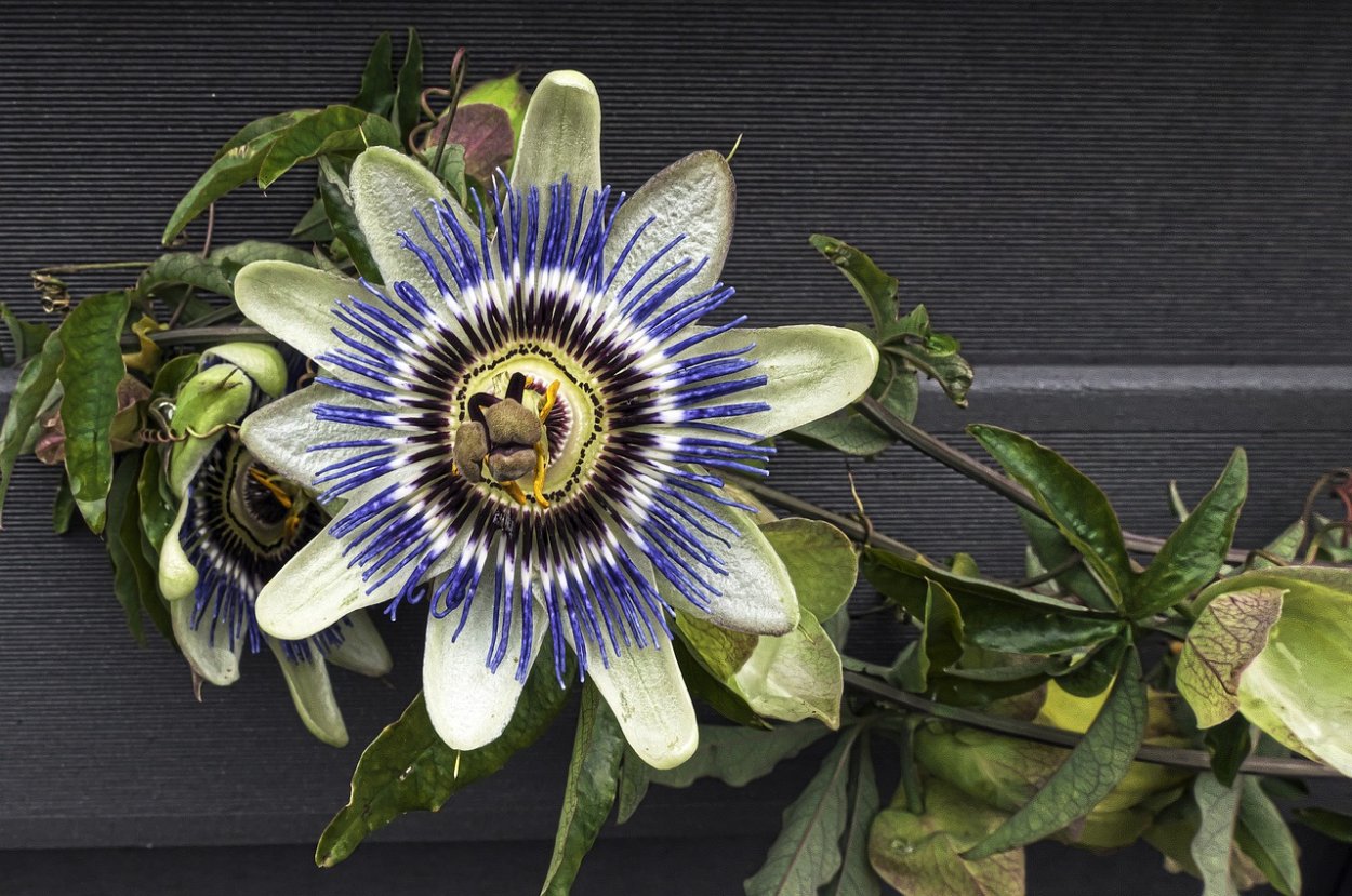 Пассифлора трехполосная цветок