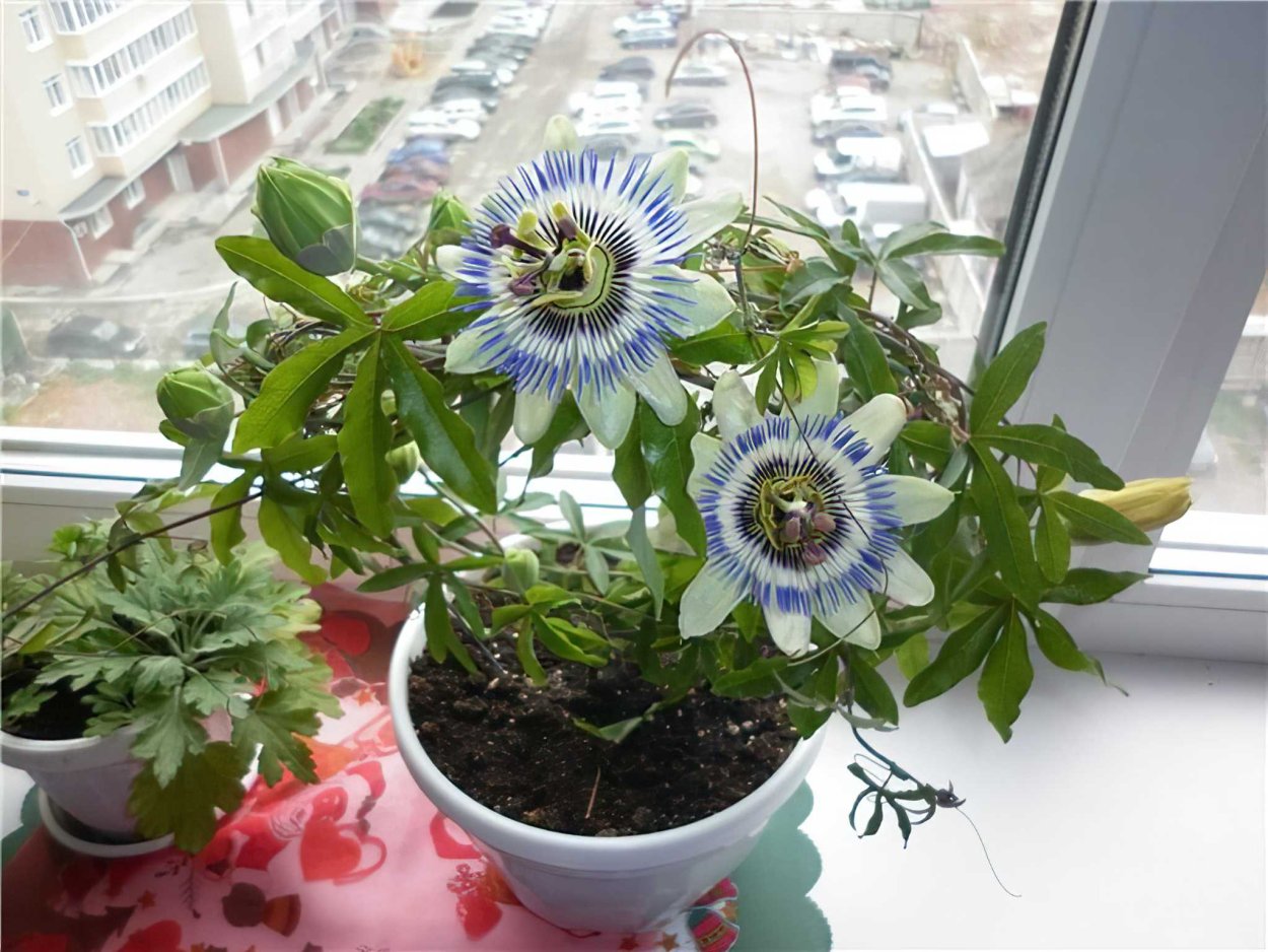 Пассифлора листья