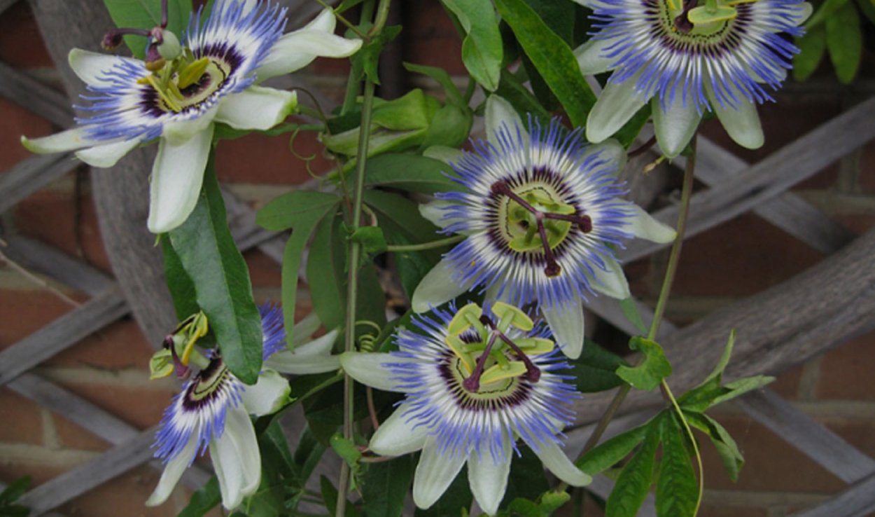 Passiflora tricuspis