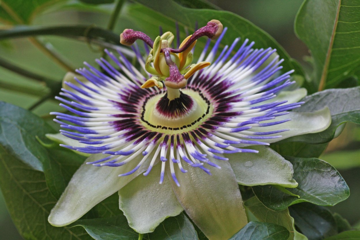 Passiflora gracilis
