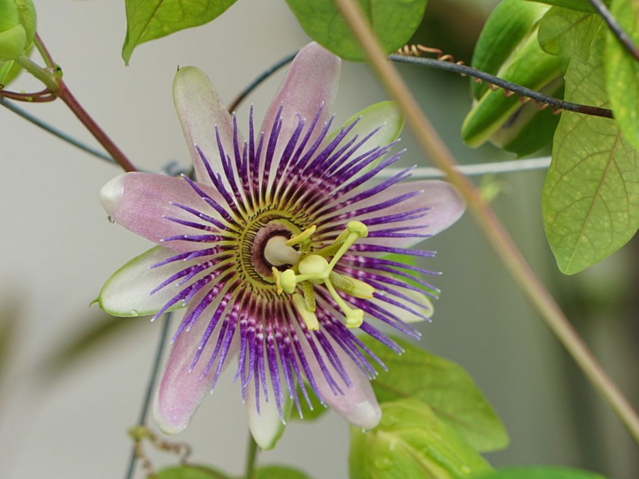 Пассифлора трехполосная