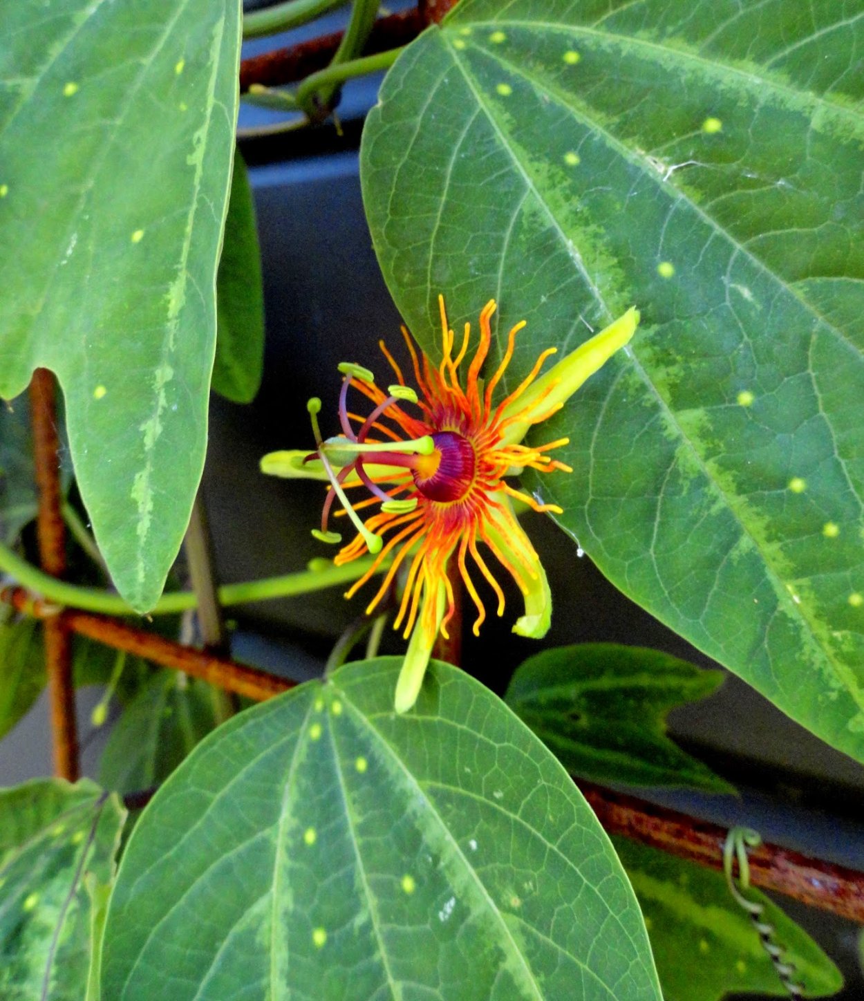 Страстоцвет пассифлора