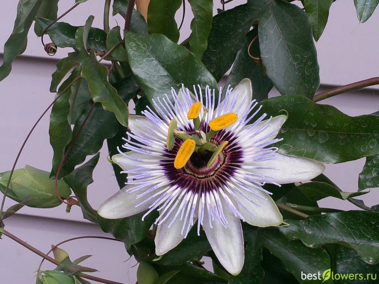 Пассифлора трехполосая