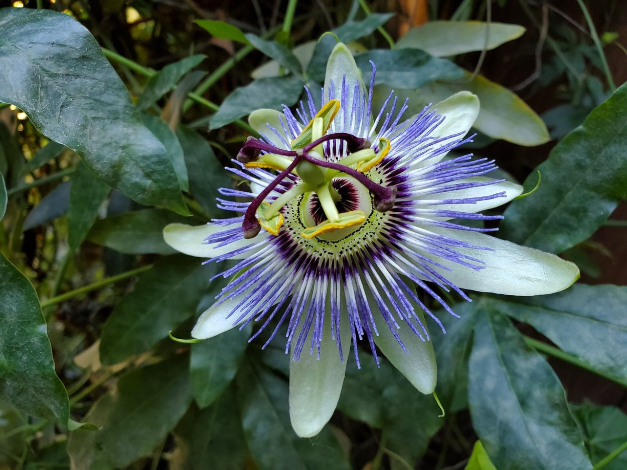 Пассифлора инкарнатная плод