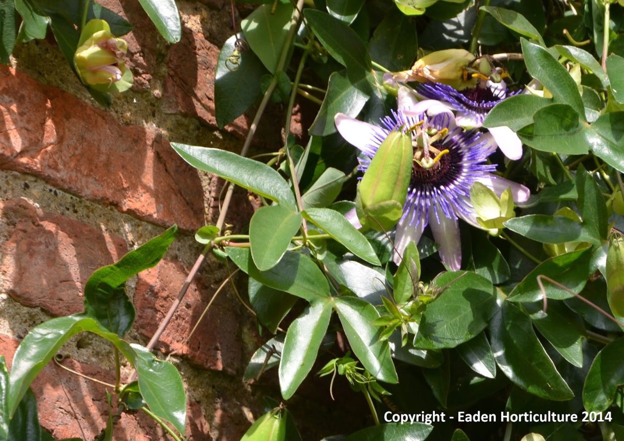 Пассифлора (страстоцвет) Passíflōra