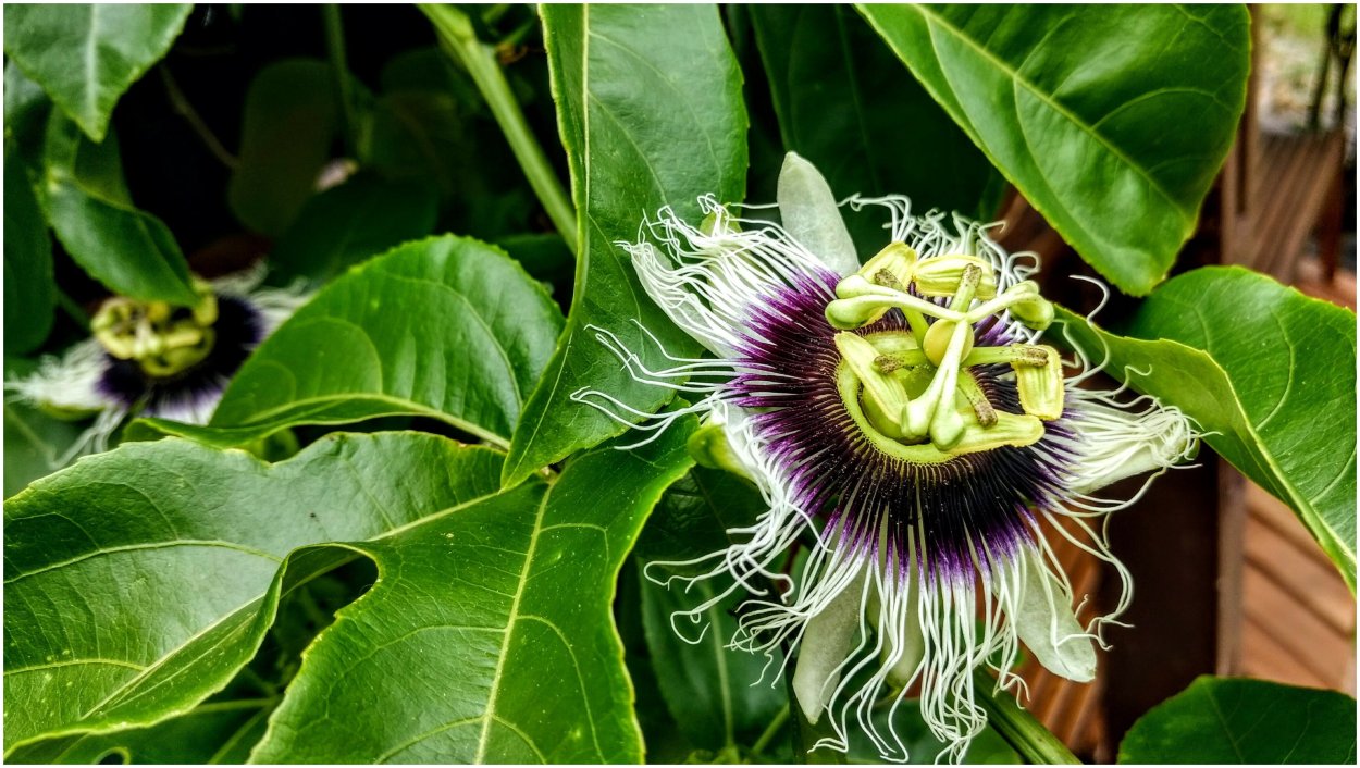 Страстоцвет фиолетовый