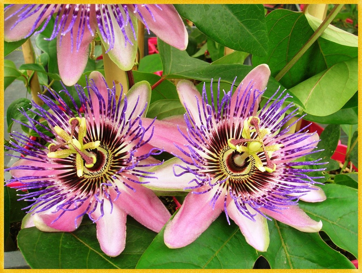 Пассифлора кавалерская звезда