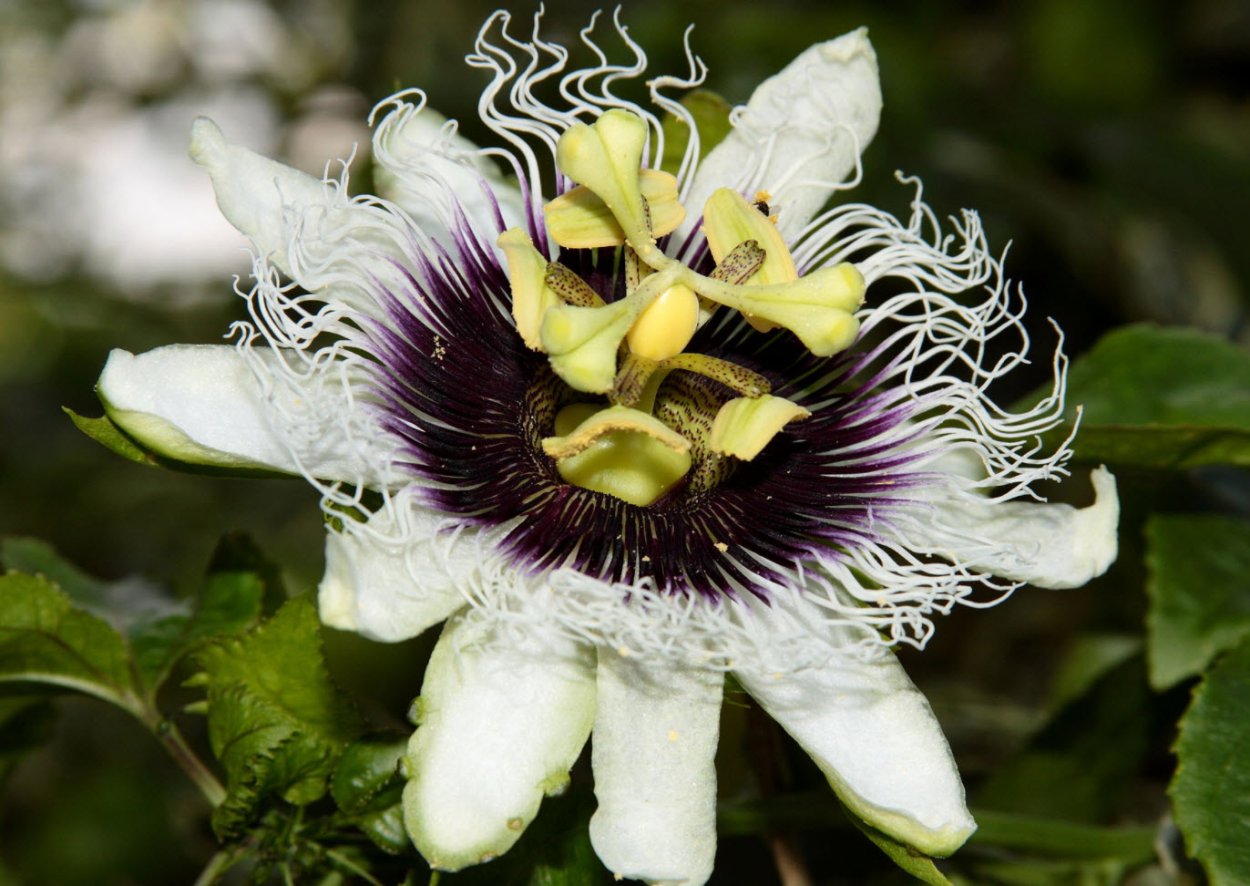 Пассифлора голубая