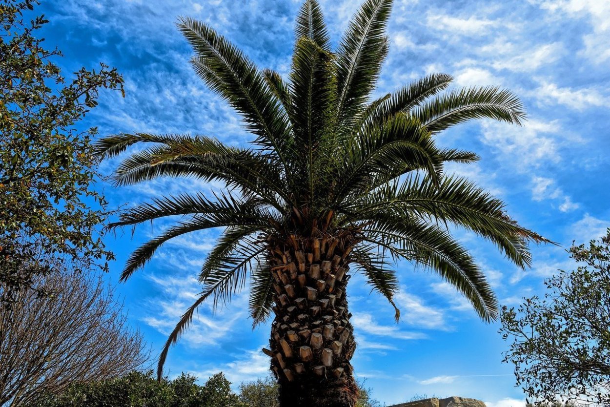 Пальмы пириуао