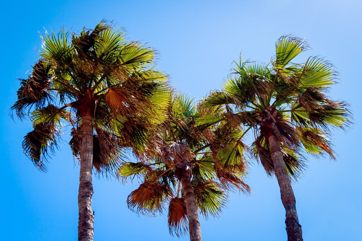 Пальма Мориче