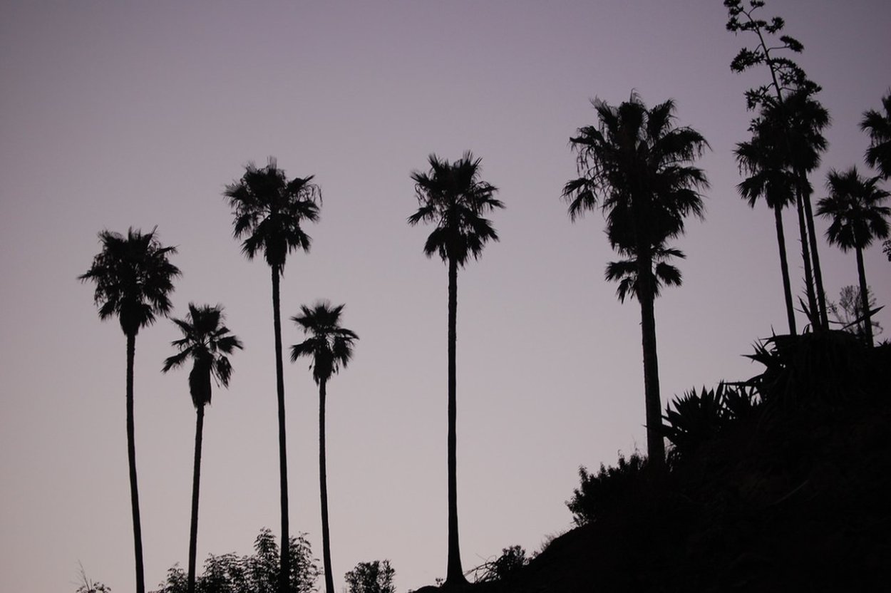 Сахарная саговая Пальма