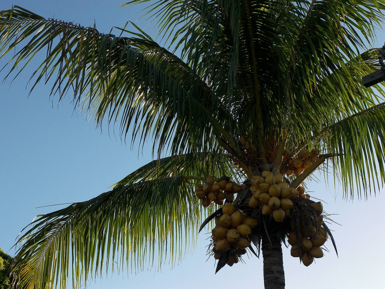 Корифа зонтоносная