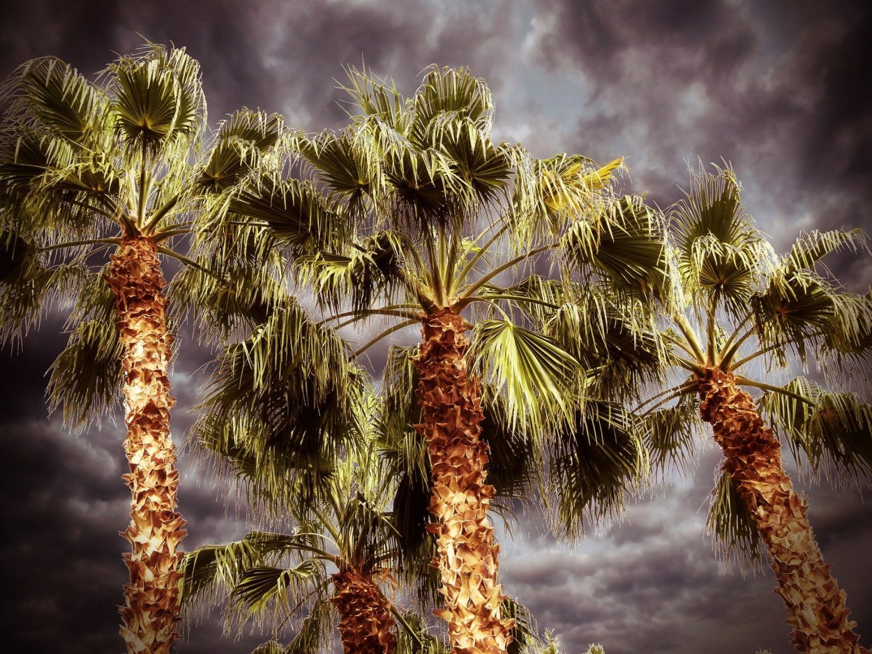 Финик пальчатый