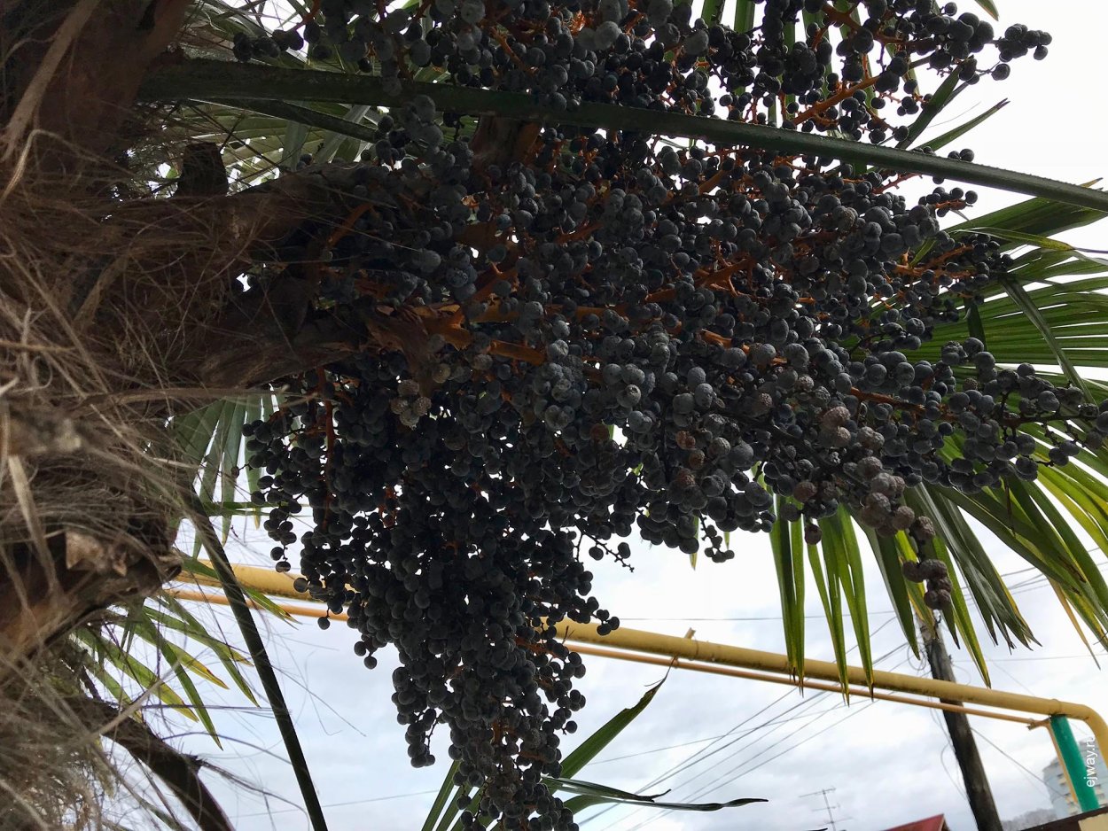 Пальма Цикас революта