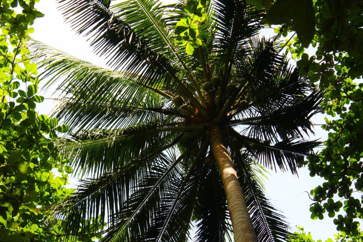 Бертамовая Пальма