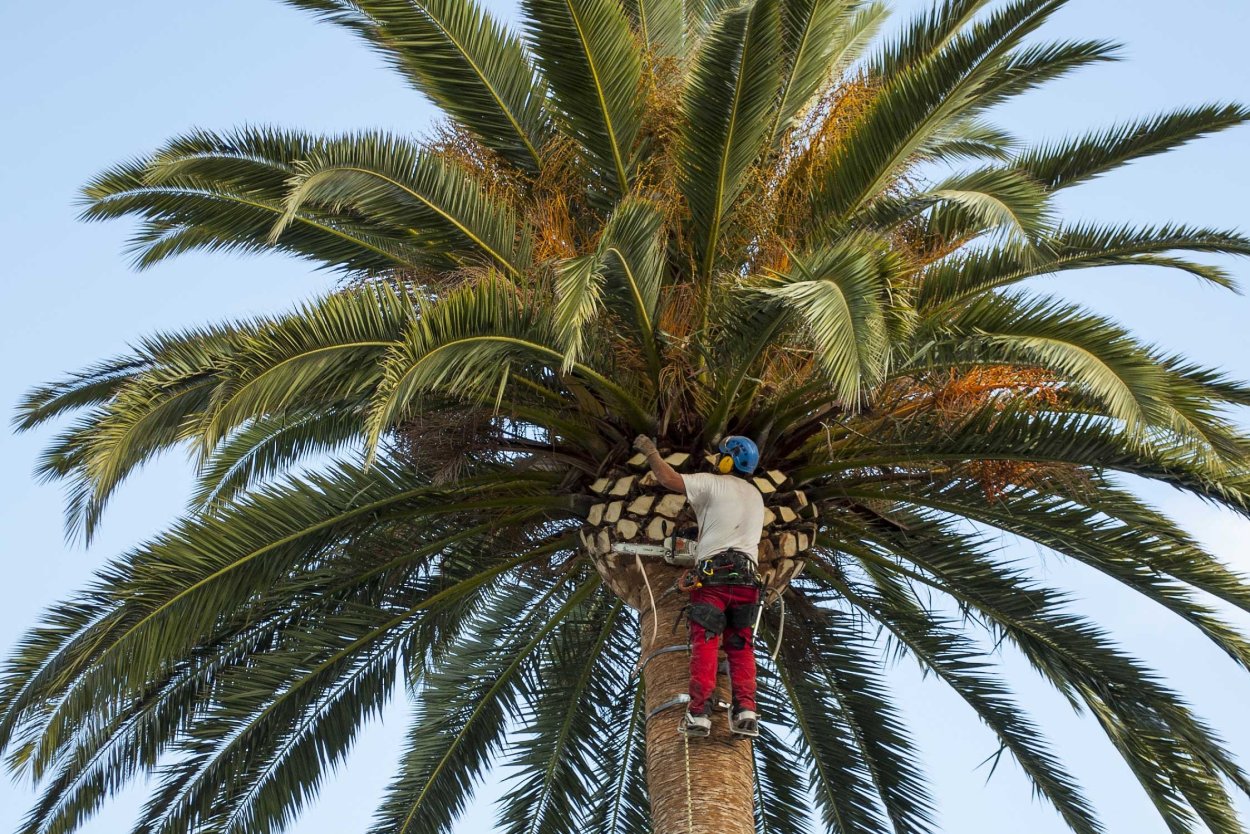 Индайя Пальма