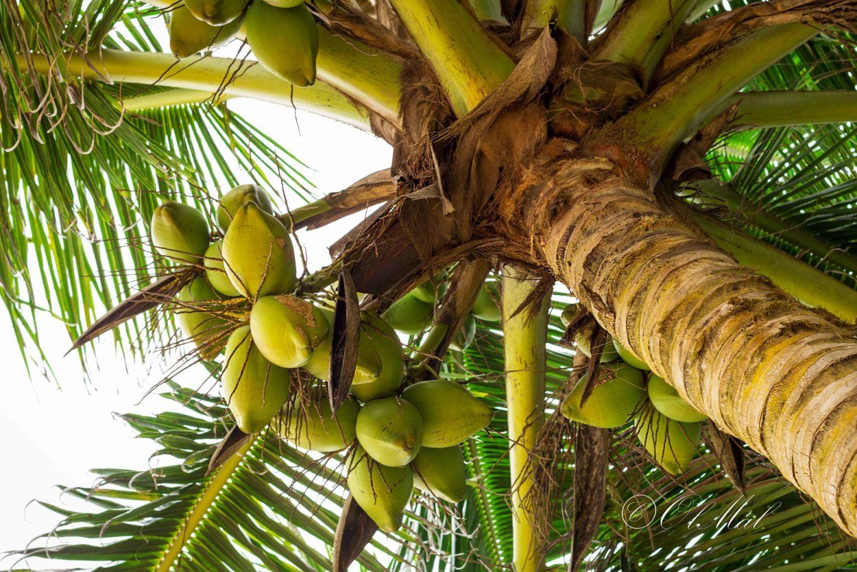 Пальмы в Австралии