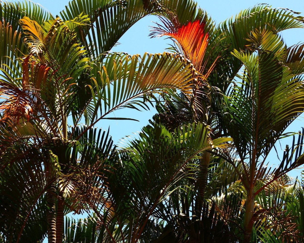 Пальма Арека катеху