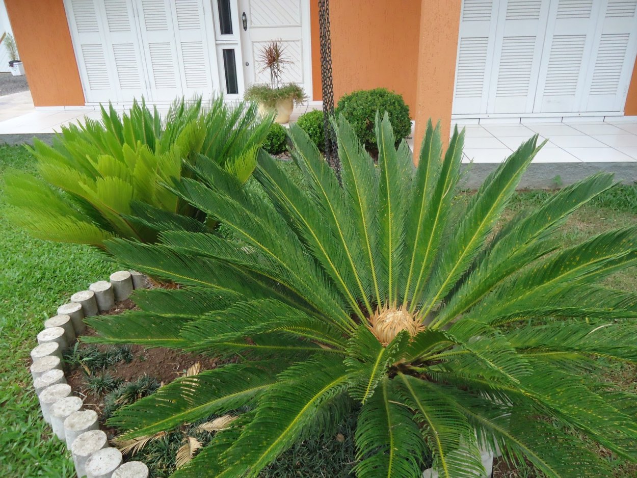 Пальма Archontophoenix