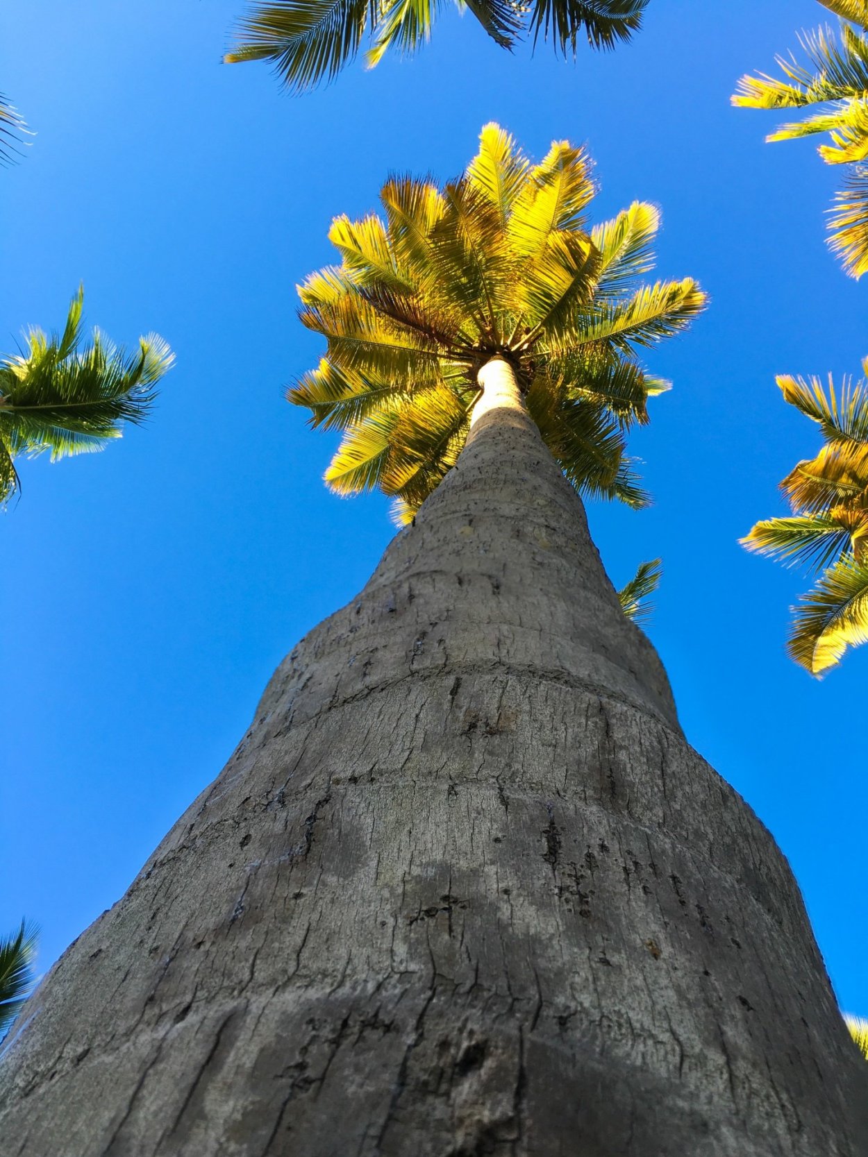 Финиковая Пальма пальчатая