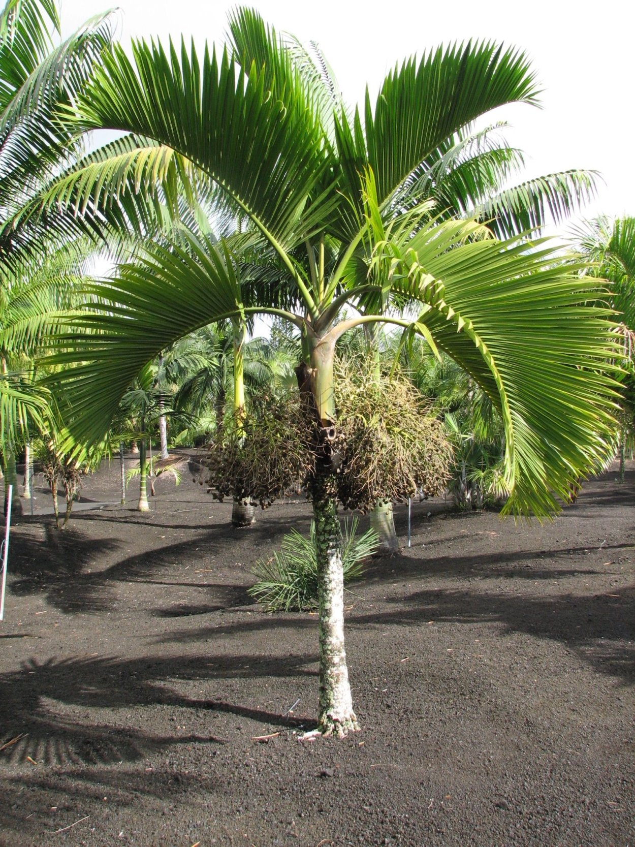 Бертамовая пальма