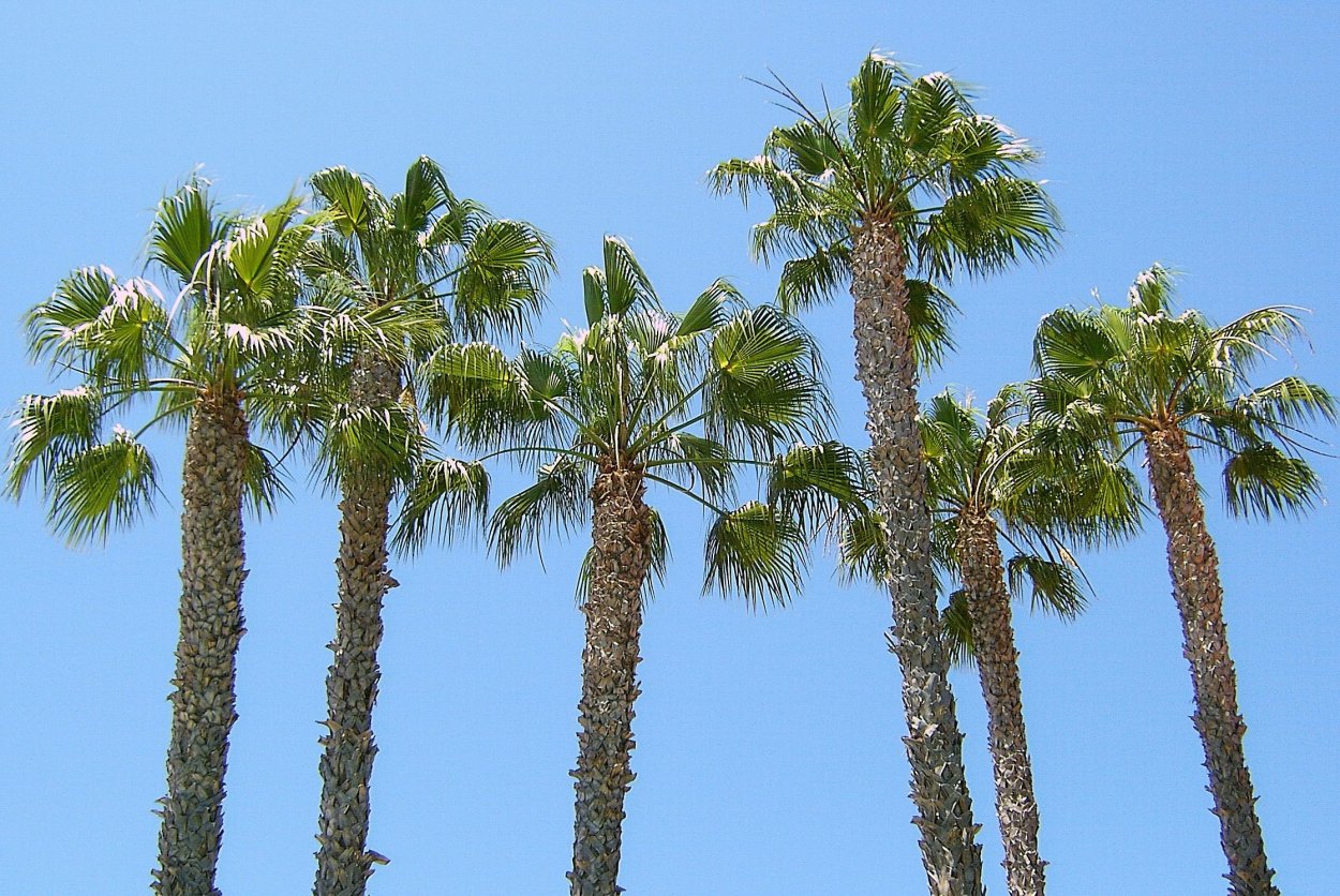 Бетель Пальма