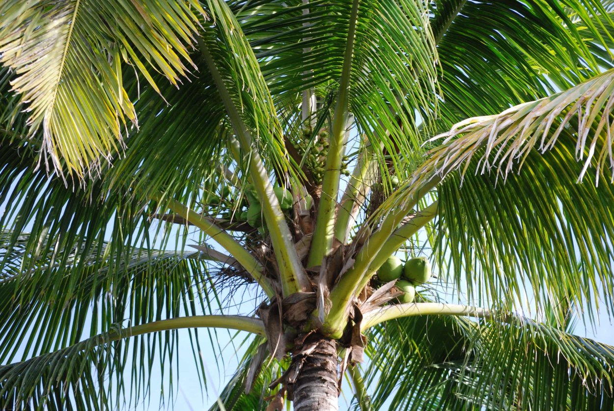 Финик Канарский