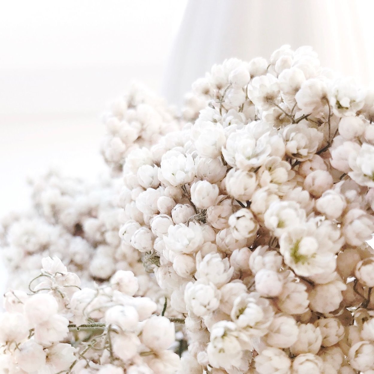 Озотамнус и гипсофила