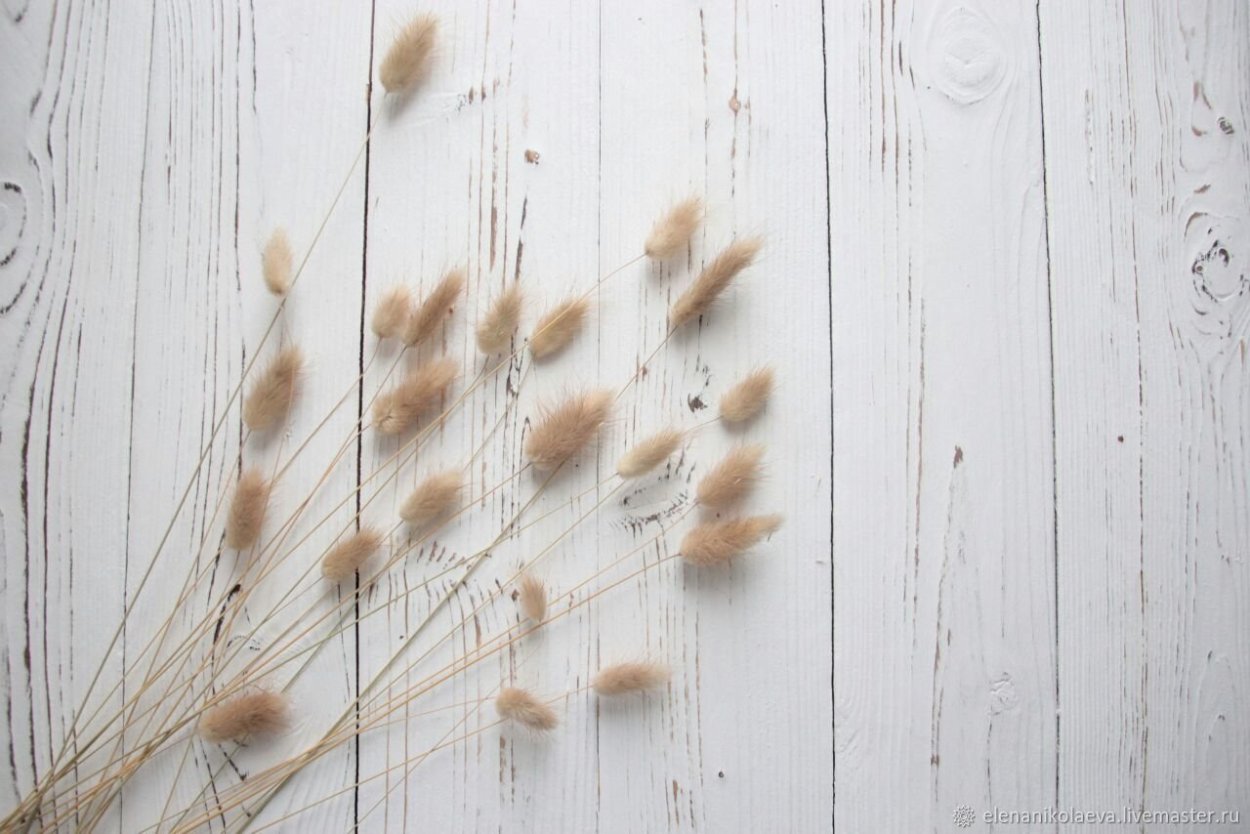 Осенние цветы Эстетика