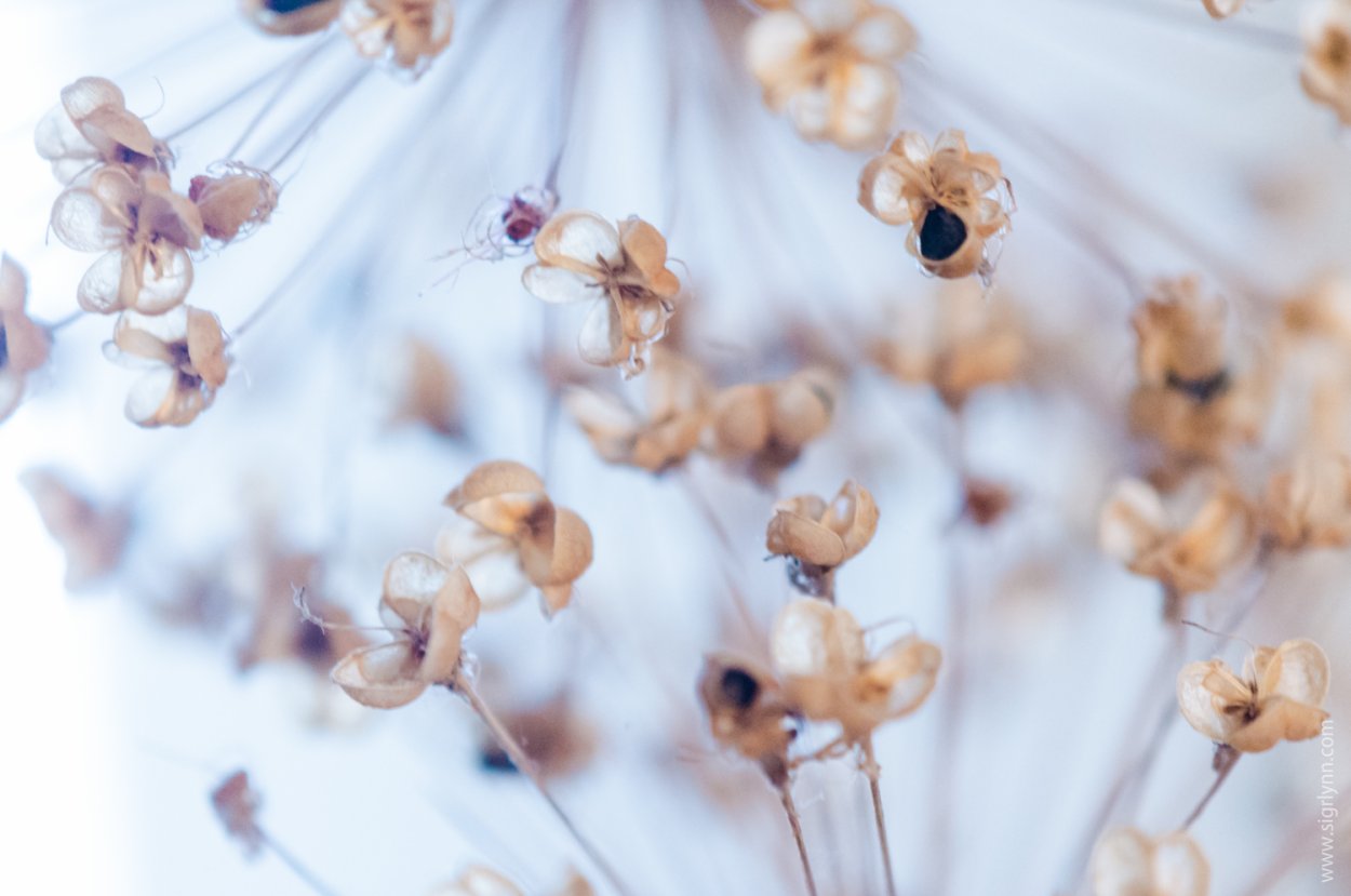 Бежевые цветы сухоцветы