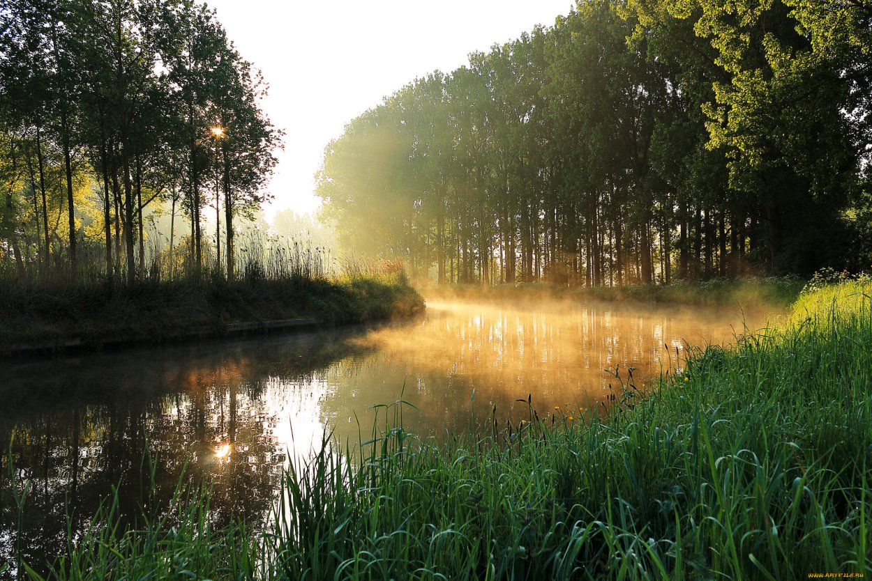 Река в лесу