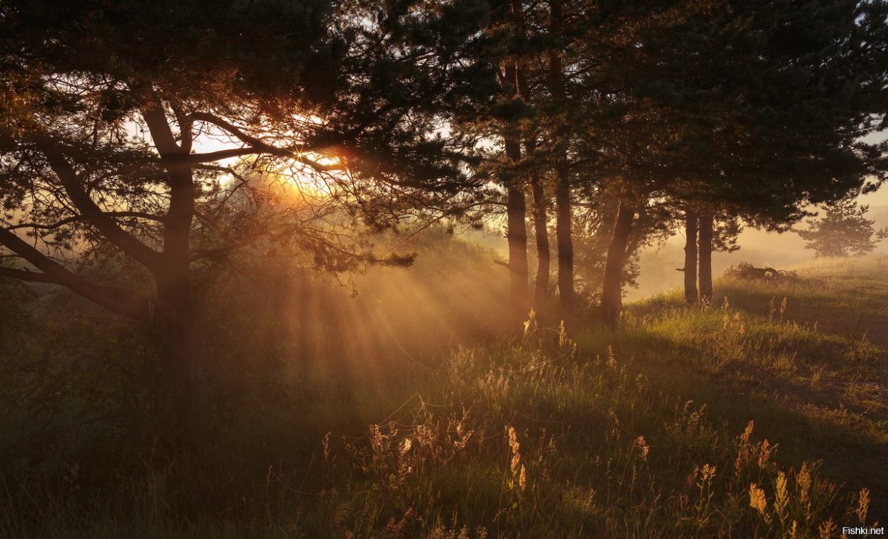 Ранний рассвет в лесу