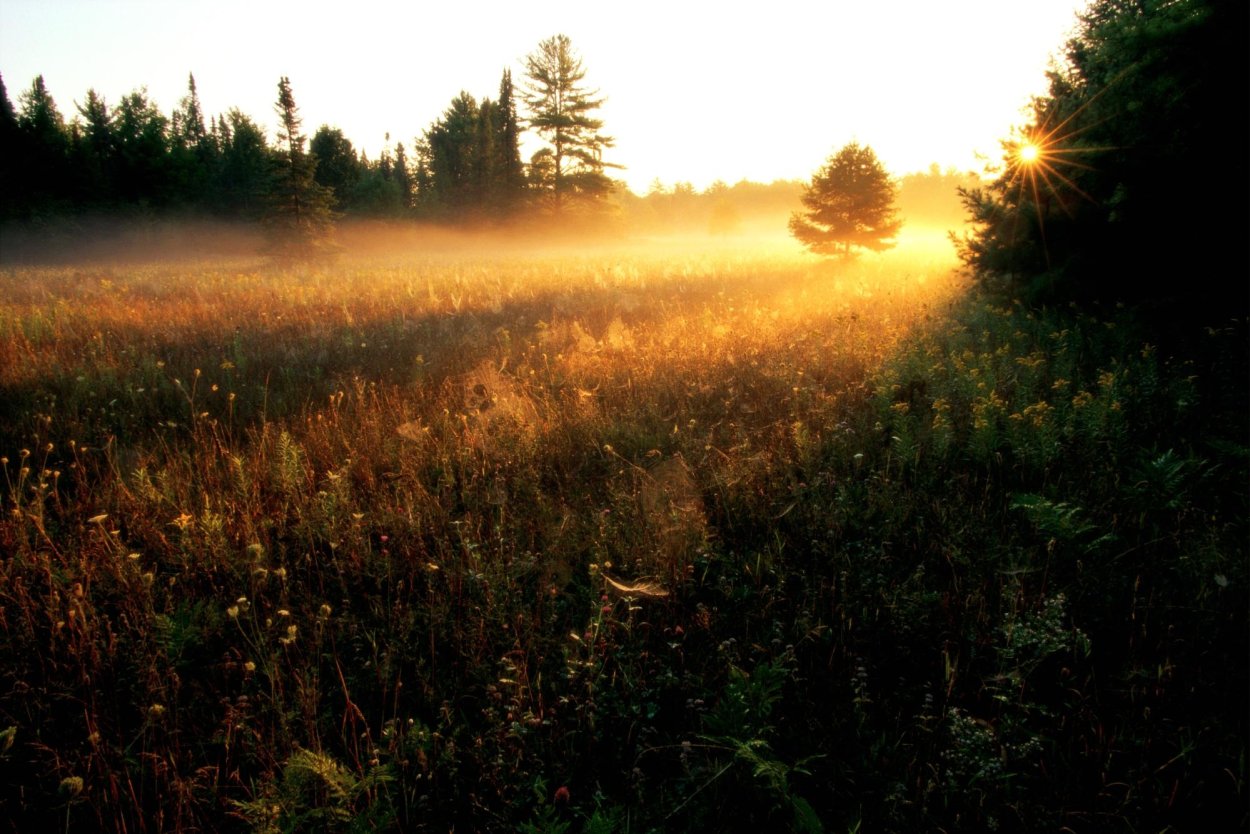 Раннее утро в поле