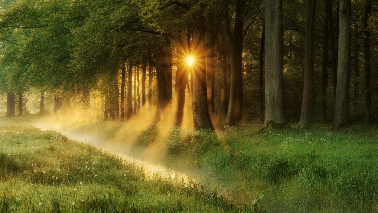 Солнечный сказочный лес
