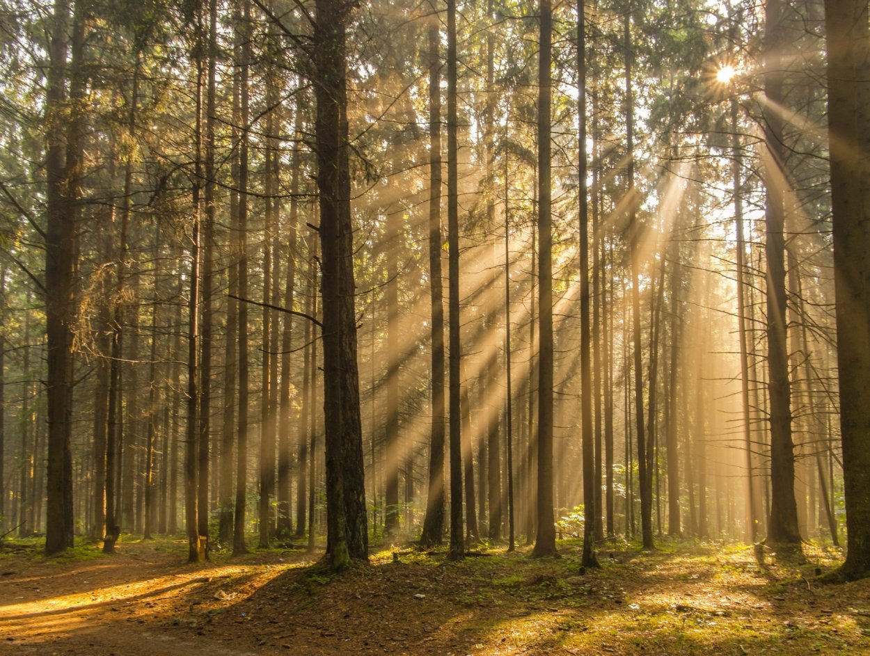 Утренний лес