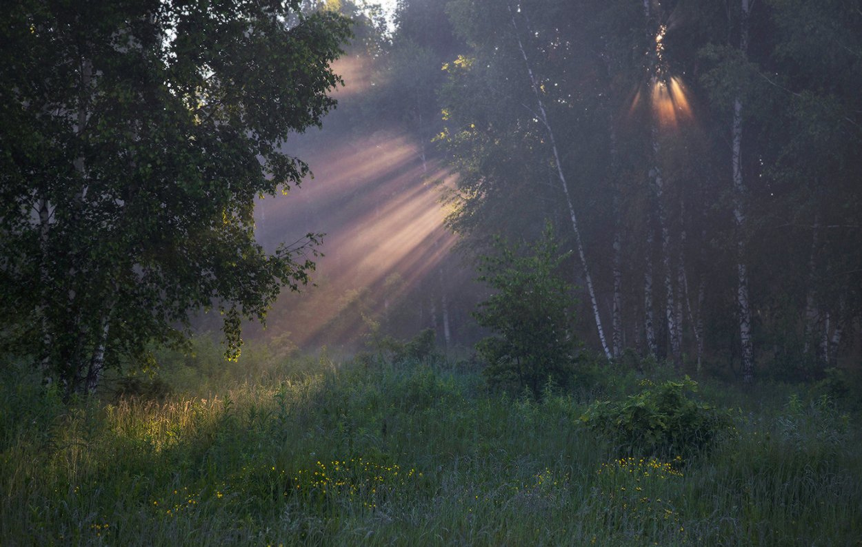 Лес туман солнце