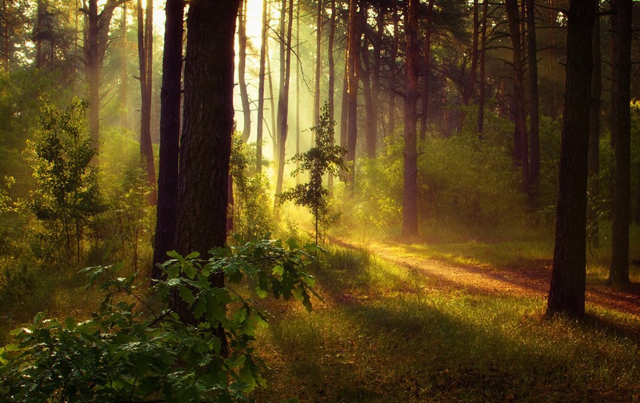 Красивый утренний лес