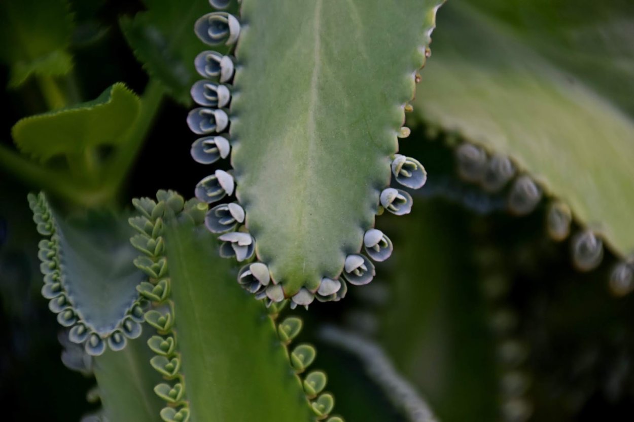 Каланхоэ перистое цветы