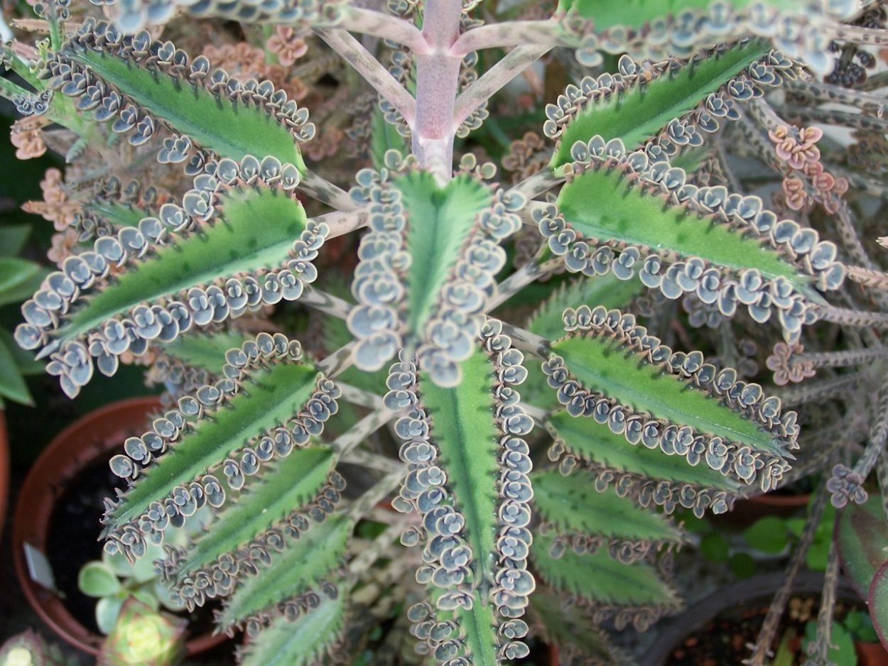 Бриофиллум Дегремона