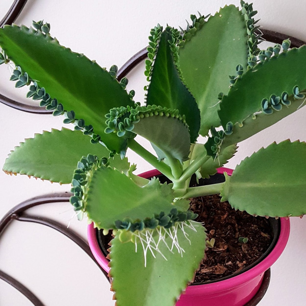 Каланхоэ Дегремона цветет