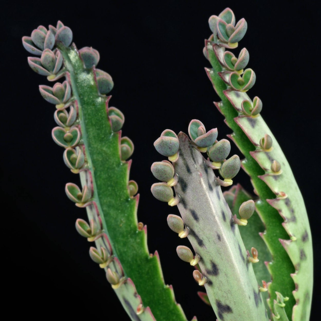 Каланхоэ бриофиллум Дегремона