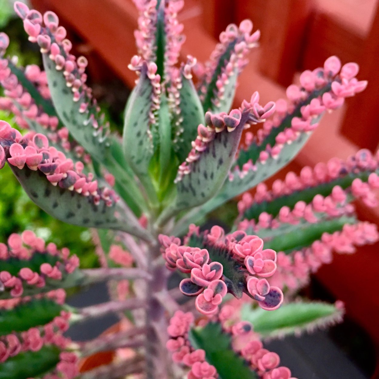 Каланхоэ пильчатолистное (Kalanchoe serratifolium)