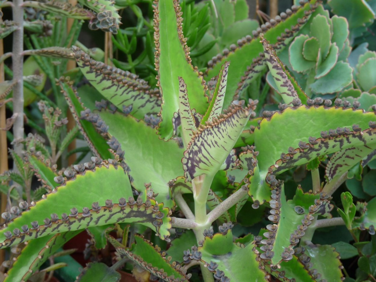 Каланхоэ Дегремона (Kalanchoe daigremontiana)