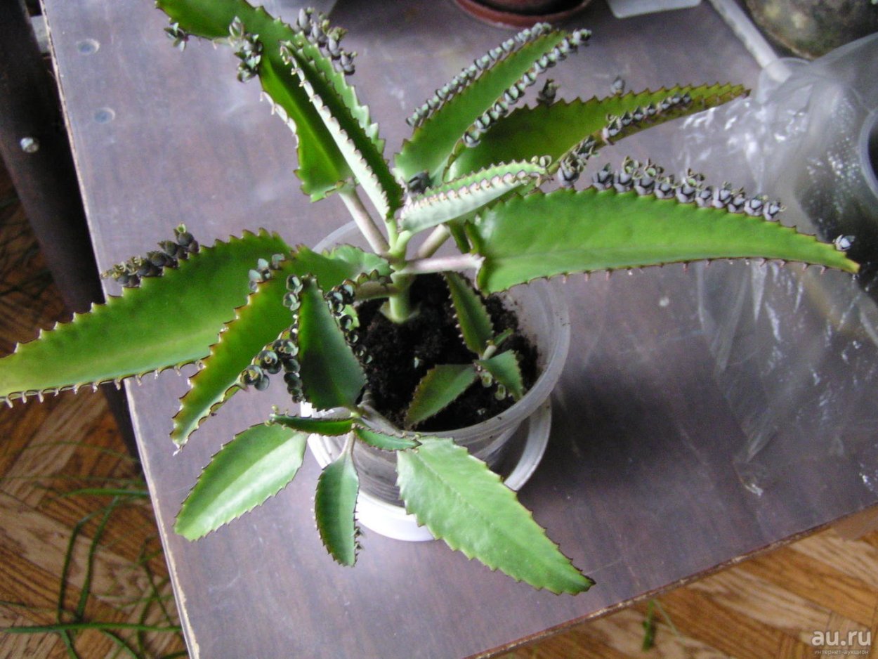 Мирмекофильные растения примеры