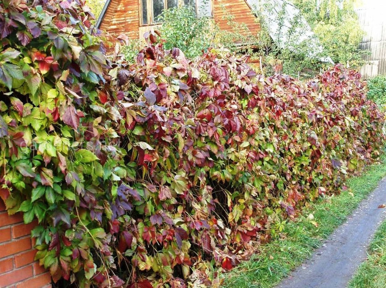 Живая изгородь (виноград + плющ) (Аэлита)
