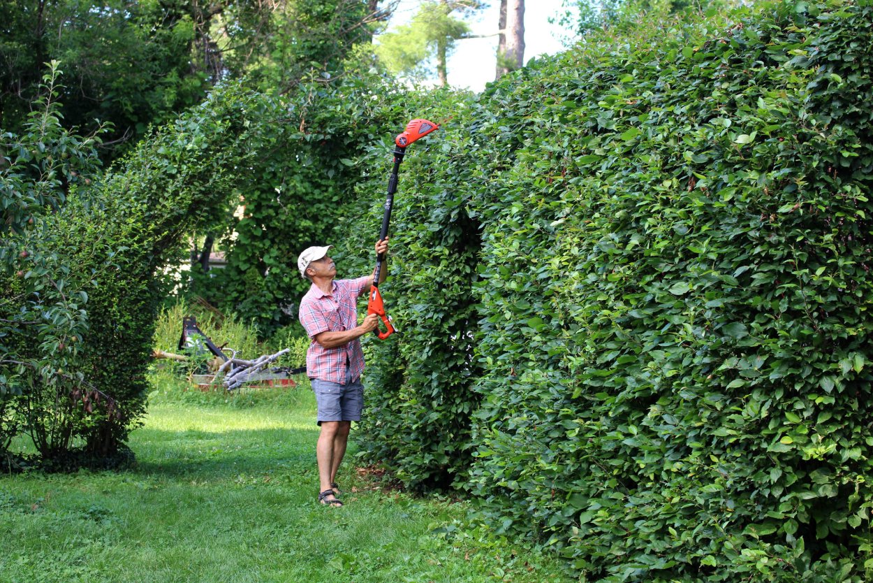 Актинидия коломикта Живая изгородь