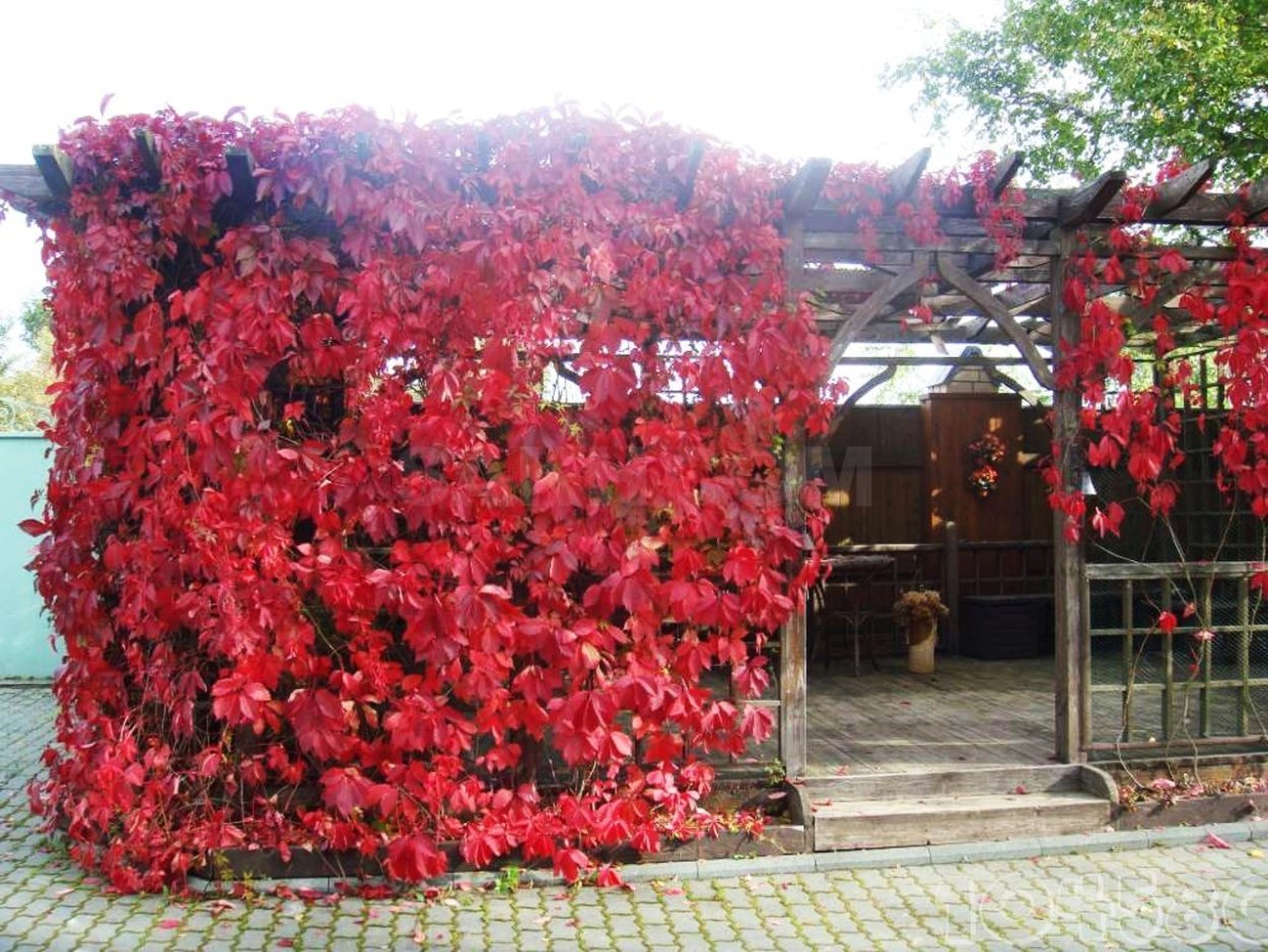 Патио с живой изгородью