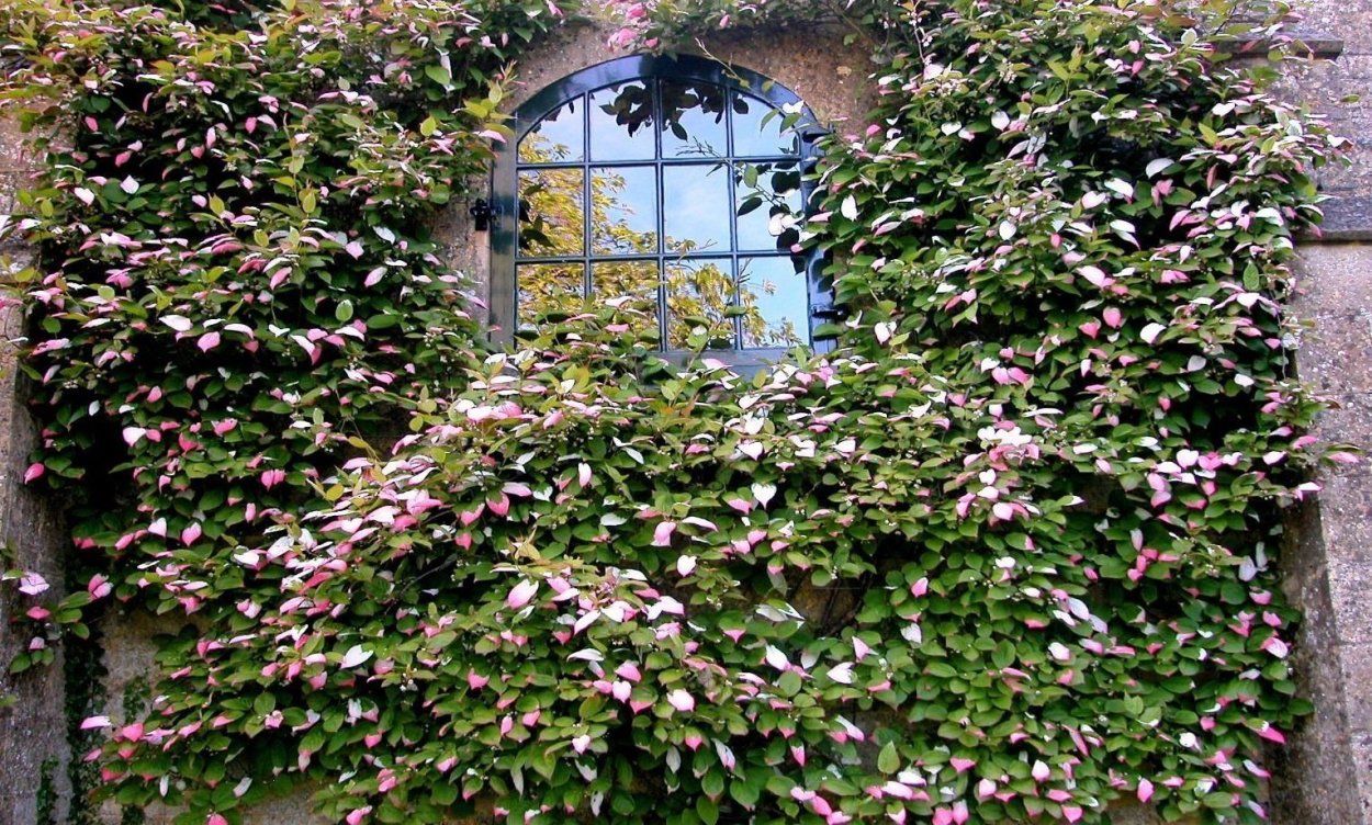 Шпалера для девичьего винограда