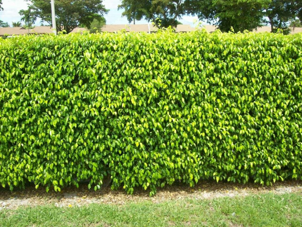 Актинидия куст