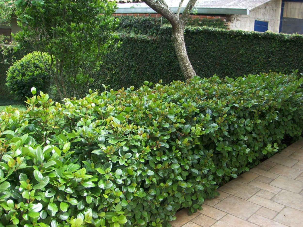 Лавровишня Живая изгородь